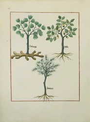 Illustration aus dem Buch der einfachen Heilmittel von Mattheaus Platearius (gest. um 1161) c.1470